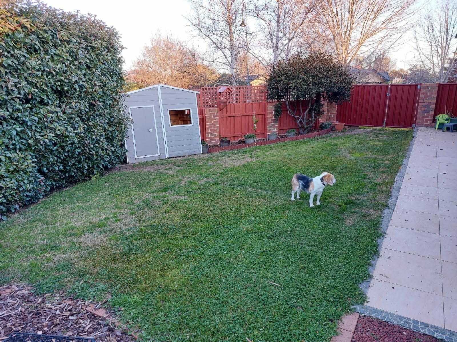 Backyard after